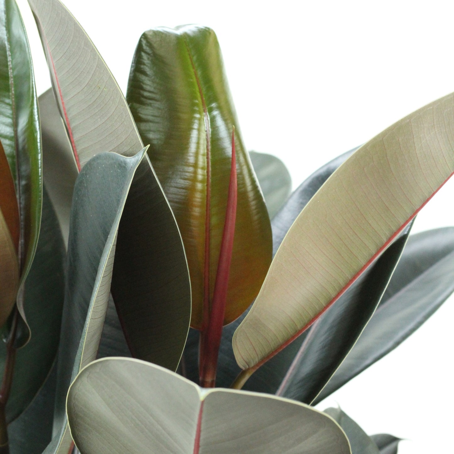 Ficus Elastica Abidjan com folhas brilhantes verde-escuras e reflexos bordeaux, ideal para decoração.