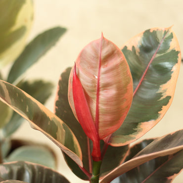 Ficus Elastica Ruby com folhas largas em tons de verde, creme e rosa, destacando sua beleza decorativa.