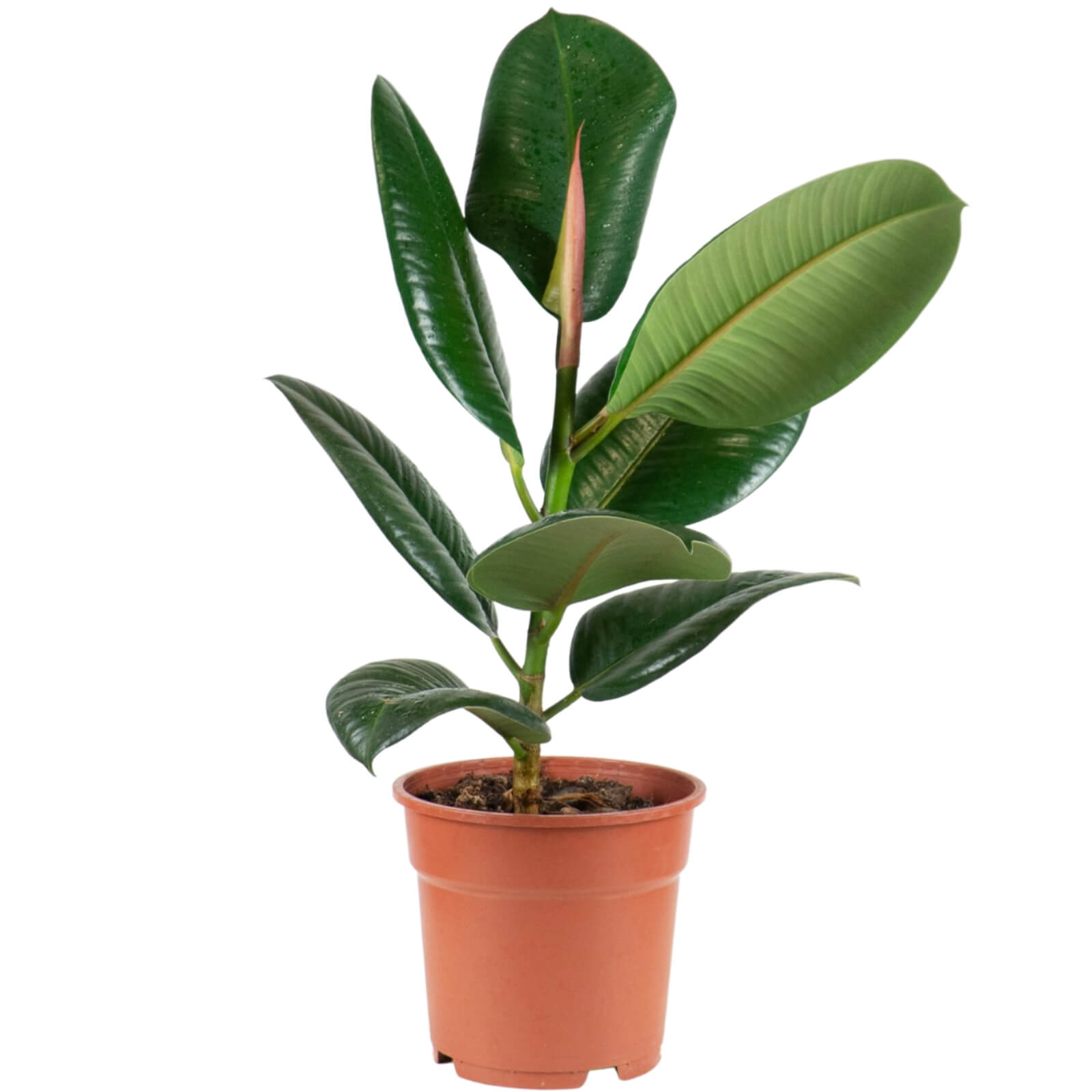 planta de interior ficus elastica com folhas verde brilhantes em vaso de plástico