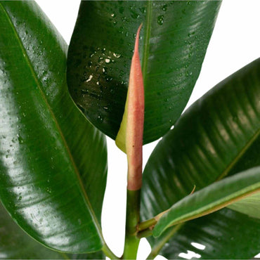 detalhe das folhas da planta de interior ficus elastica com folhas verde brilhantes em vaso de plástico