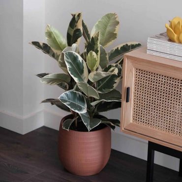 Ficus Tineke em vaso decorativo junto a um móvel moderno, exibindo a sua folhagem marmoreada em ambiente interior com luz indireta.