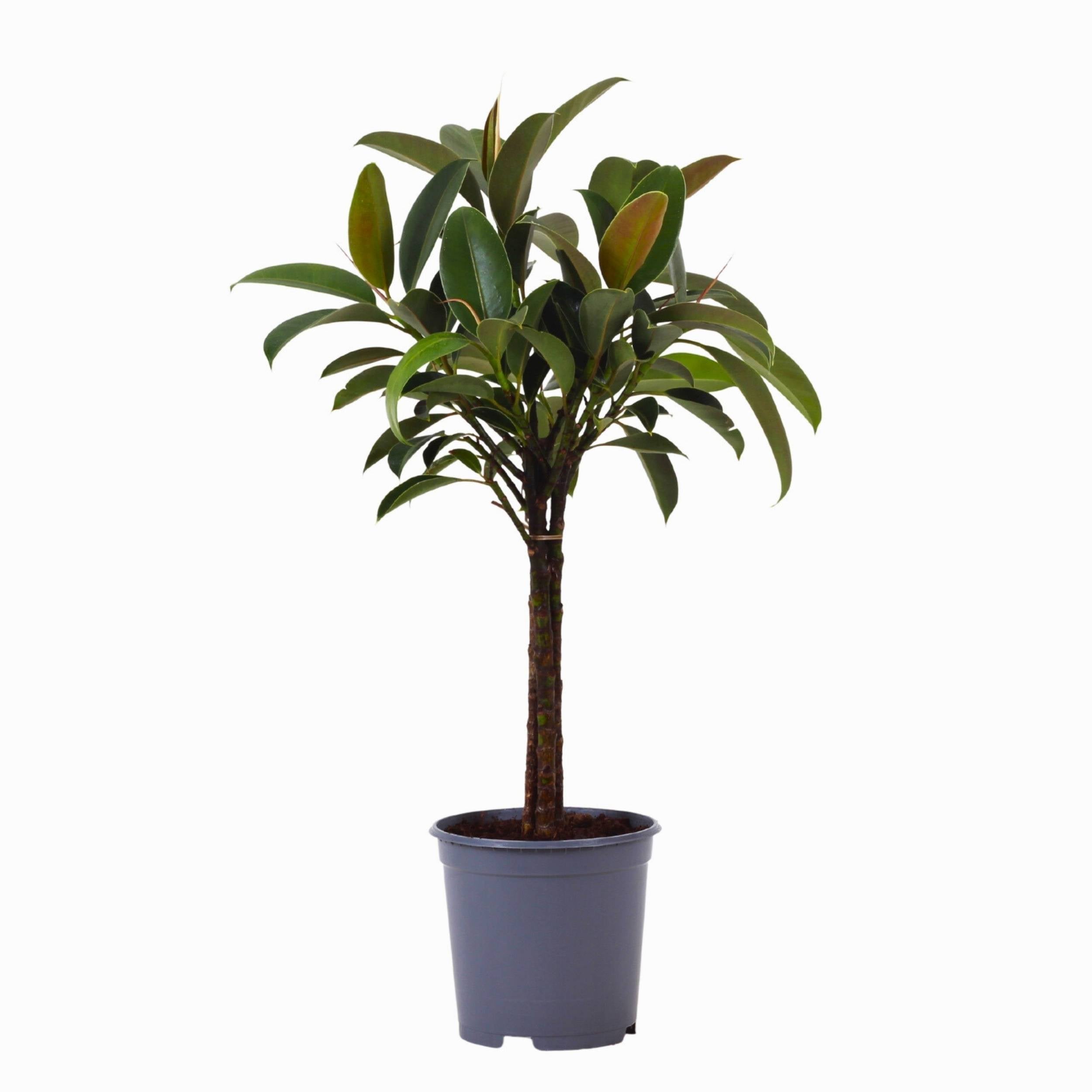 planta de interior ficus elastica melany de folhas ovaladas pequenas de textura suave em verde escuro em vaso de plástico