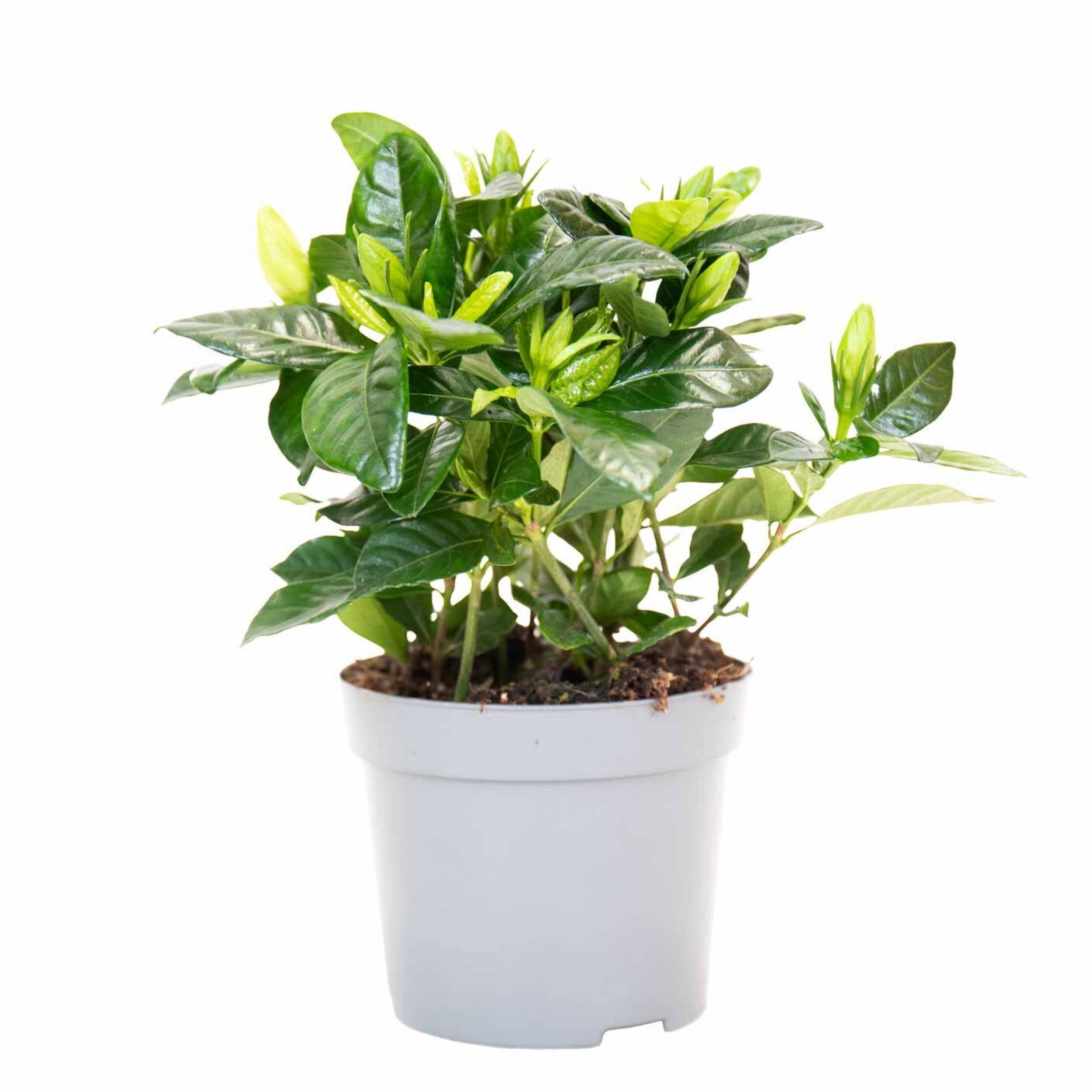 planta de exterior arbusto resistente fácil de cuidar gardénia jasminoides de folhagem verde brilhante em vaso de plástico