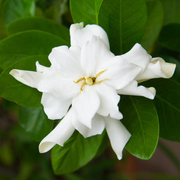 flor branca da planta de exterior arbusto resistente fácil de cuidar gardénia jasminoides de folhagem verde brilhante
