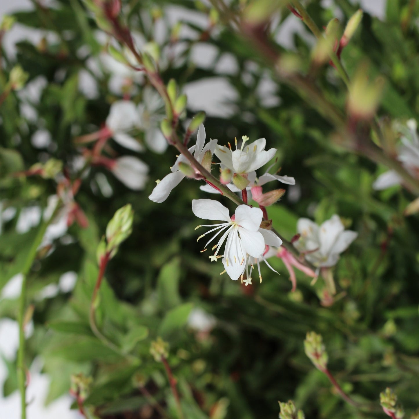 Gaura