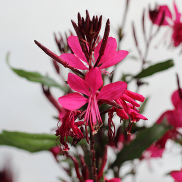 Gaura