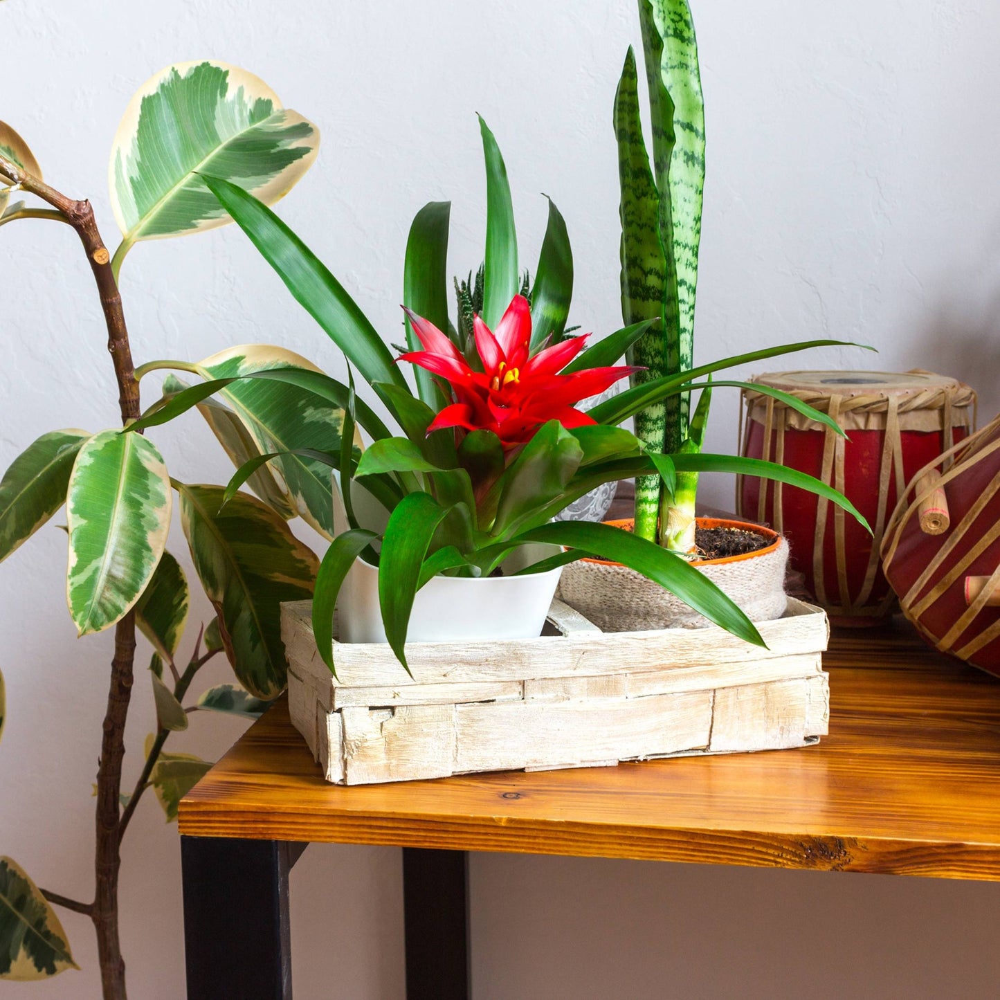 planta de interior resistente com flor fácil de cuidar guzmania amoretto bromélia vermelha com longas folhas verdes e vermelhas em vaso de plástico com sansevieria zeylanica em vaso de vime sobre mesa de madeira