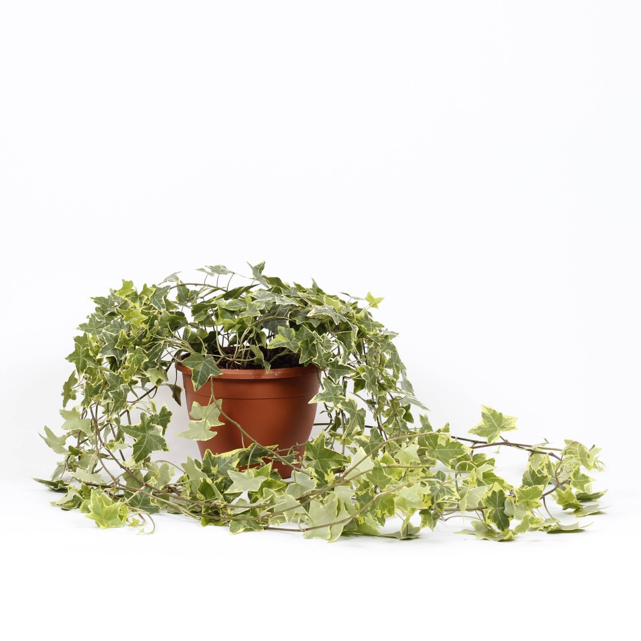 planta de exterior resistente trepadeira ou de suspensão hera goldchild hedera helix gold com folhas pequenas e variegadas em verde e tons pastel em vaso de plástico