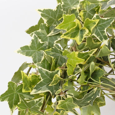 detalhe das folhas planta de exterior resistente trepadeira ou de suspensão hera goldchild hedera helix gold com folhas pequenas e variegadas em verde e tons pastel