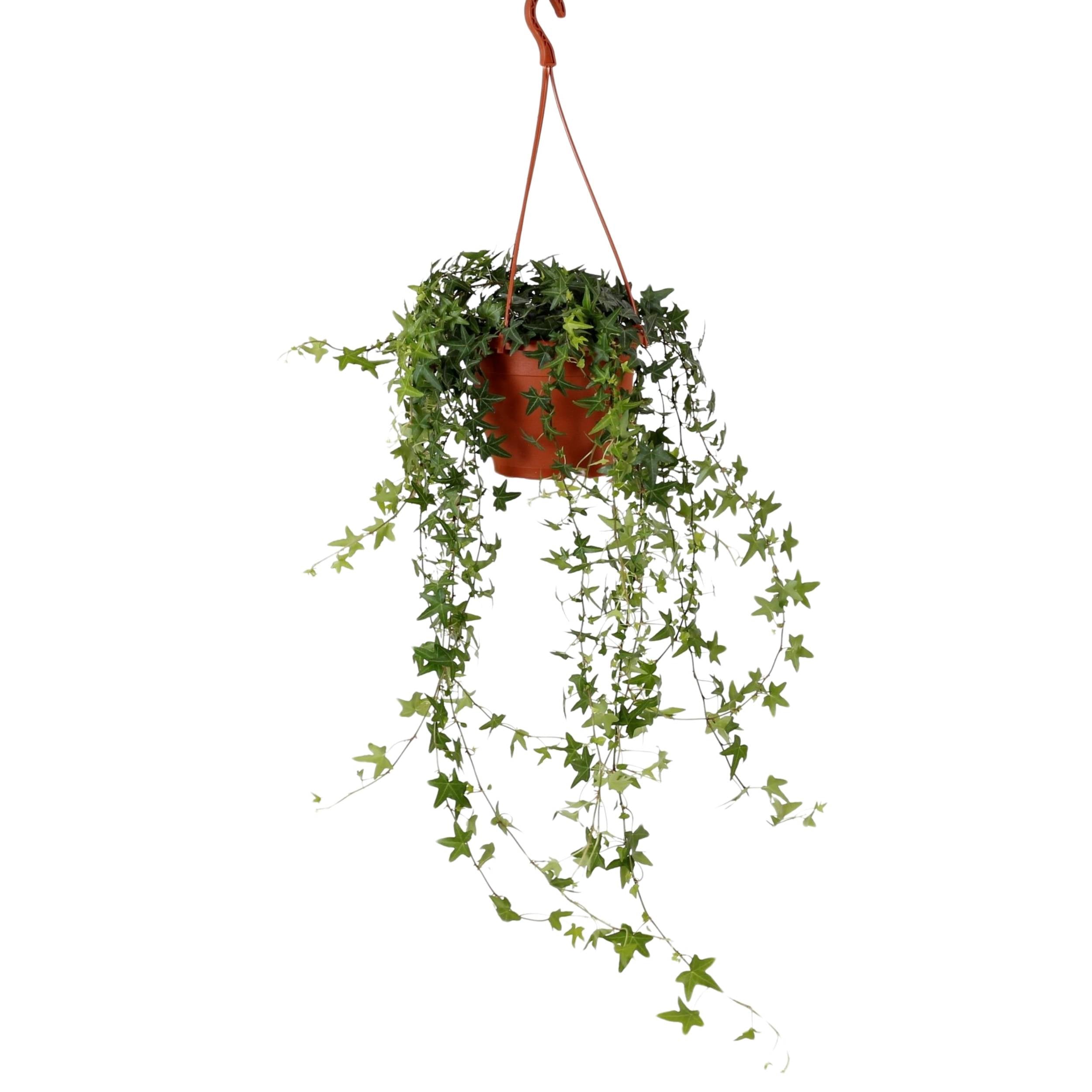 planta de interior trepadeira ou de suspensão hera jacobine hedera helix de folhagem pequena em vários tons de verde em vaso suspenso de plástico