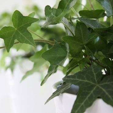 detalhe das folhas da planta de interior trepadeira ou de suspensão hera jacobine hedera helix de folhagem pequena em vários tons de verde