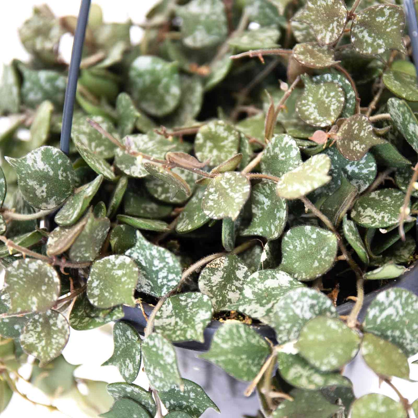 detalhe das folhas planta de interior suspensão hoya curtisii com pequenas folhas arredondadas com manchas brancas