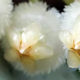 flor branca da planta de interior de suspensão hoya eskimo com caules compridos com pequenas folhas verdes com manchas prateadas