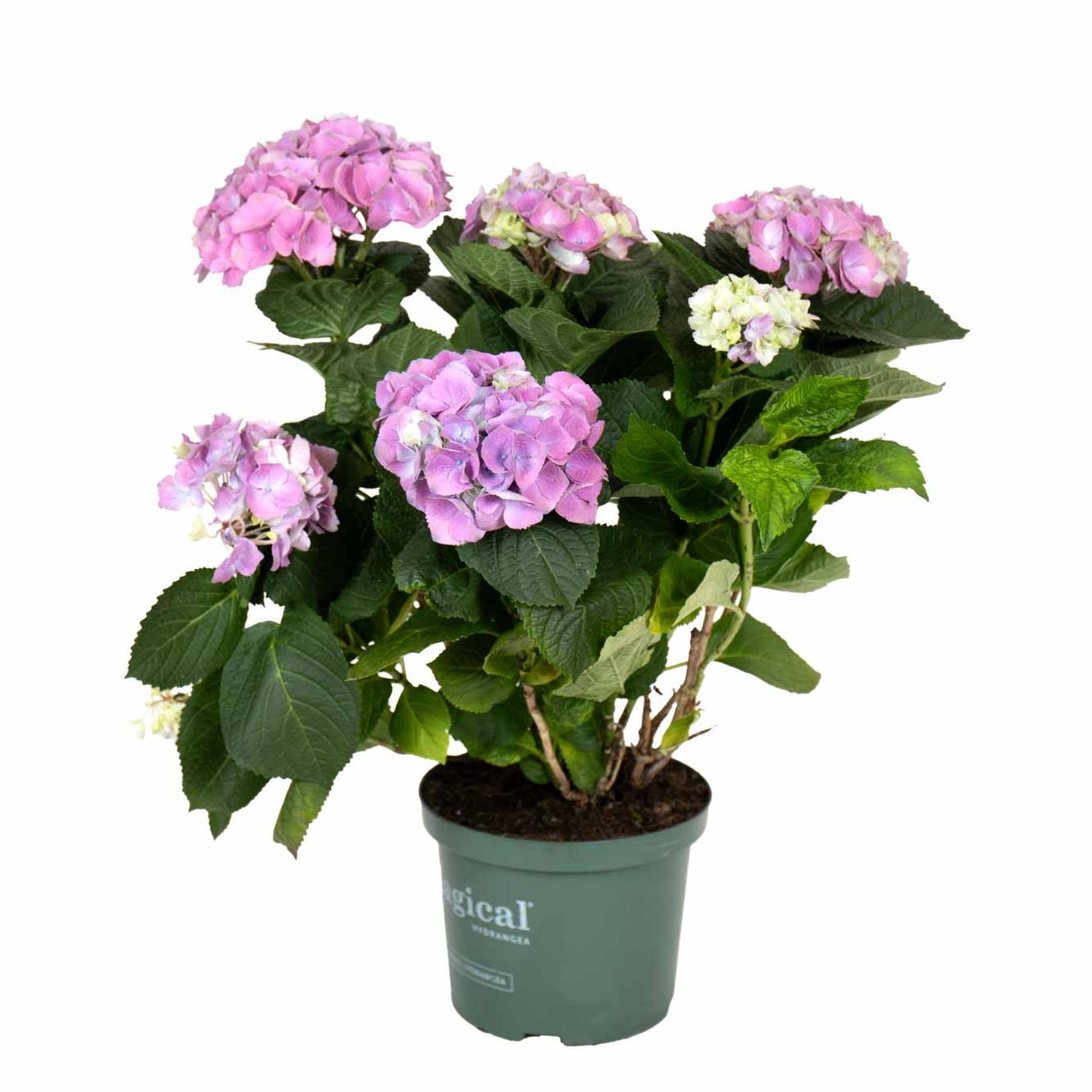 planta de exterior arbusto hydrangea hortênsia de cor lavanda resistente fácil de cuidar para jardim e varanda em vaso de plástico