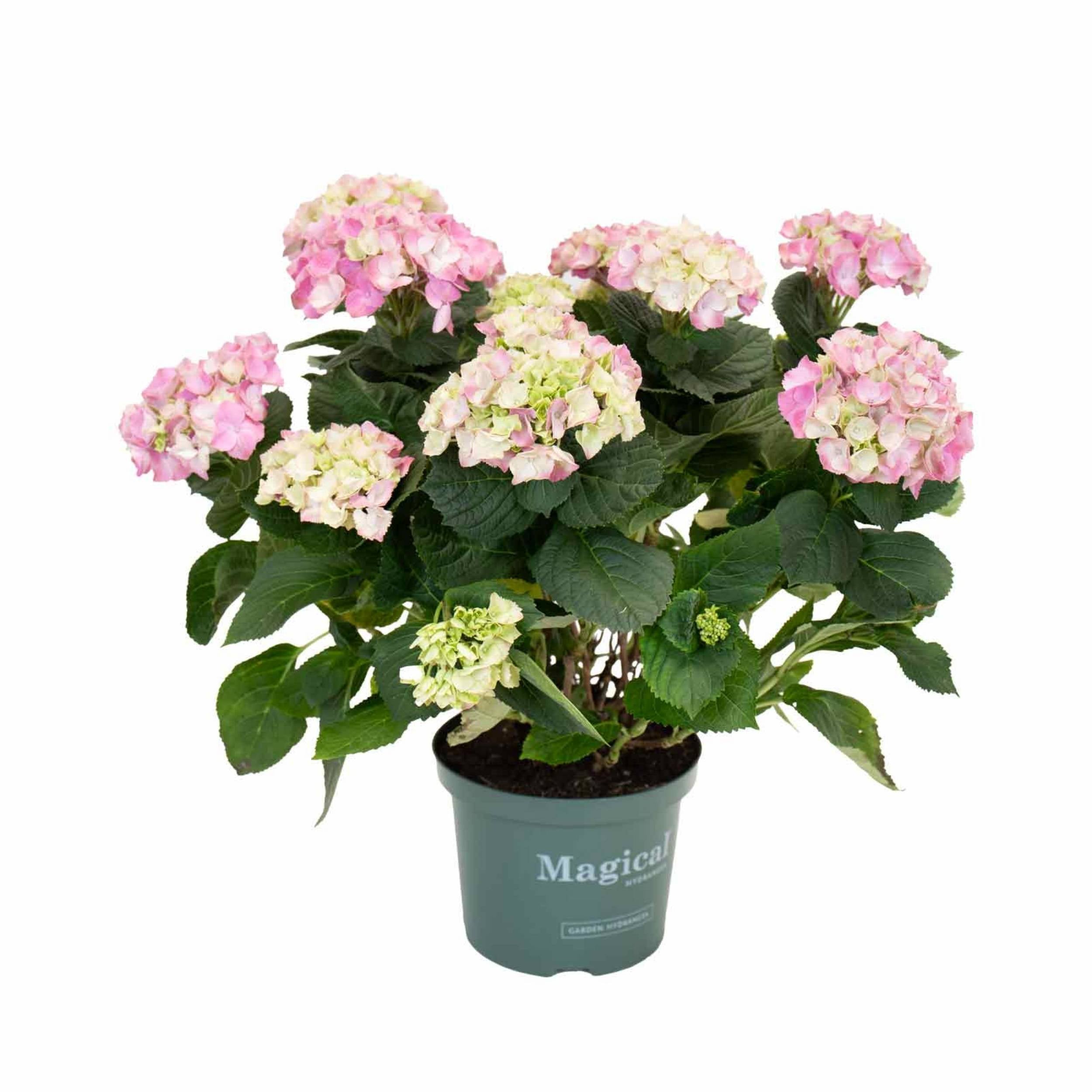planta de exterior resistente jardim varanda fácil de cuidar hortênsia rosa hydrangea granja rosa com grandes cachos de flores e folhas verdes em vaso de plástico