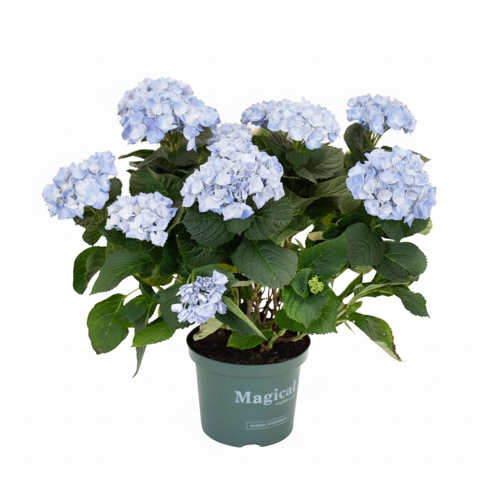 Hortensia | Hydrangea