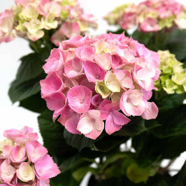 flores da planta de exterior resistente jardim varanda fácil de cuidar hortênsia rosa hydrangea granja rosa com grandes cachos de flores e folhas verdes