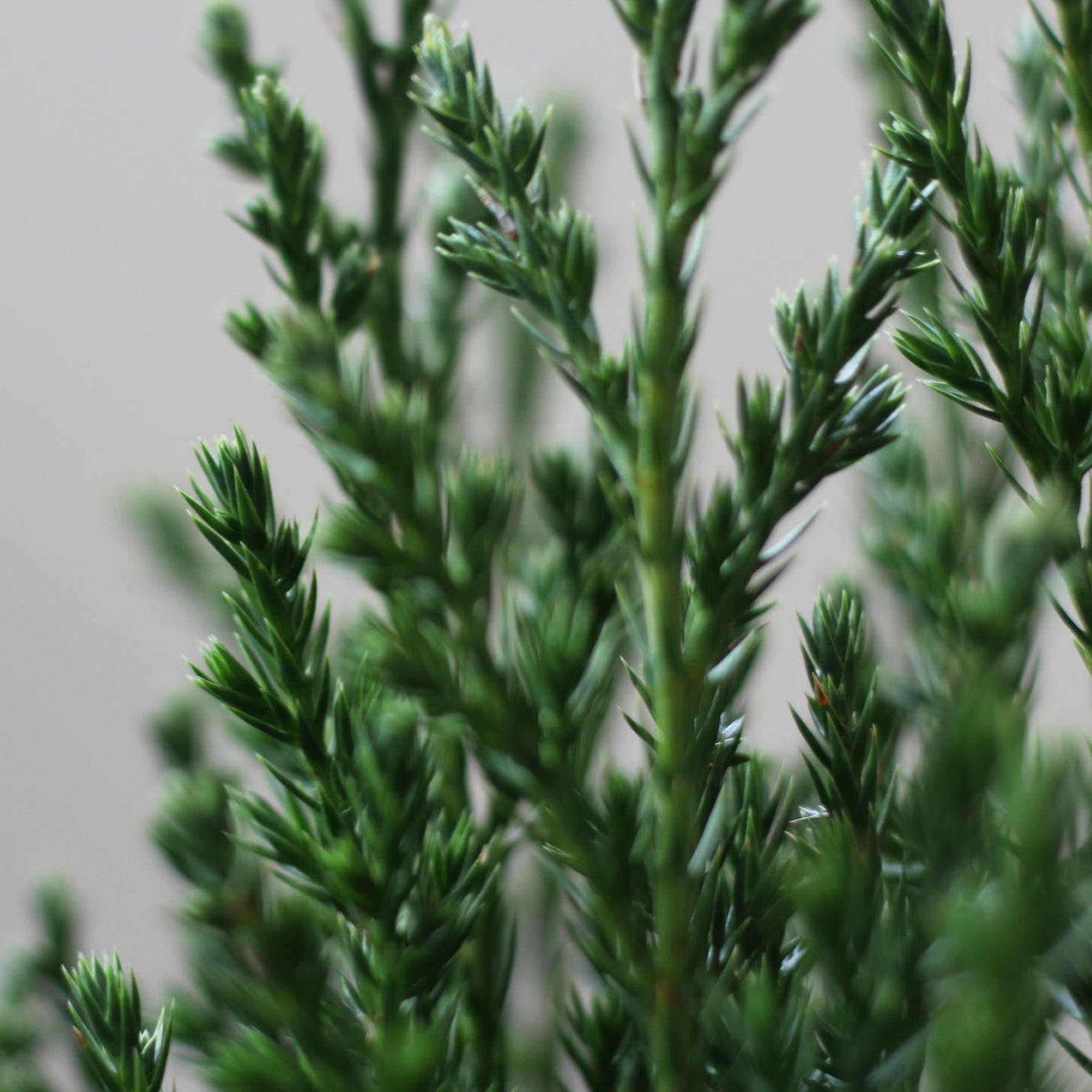 ampliação da planta de exterior arbusto juniperus chinensis stricta agulhas verdes aroma a madeira perfeito para sebes, jardins e varandas