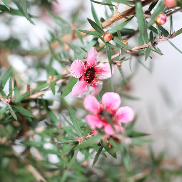 Leptospermum Scoparium