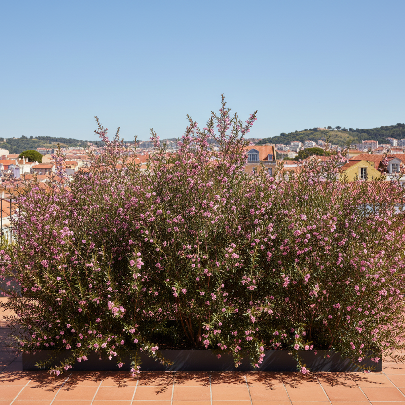 Leptospermum Scoparium