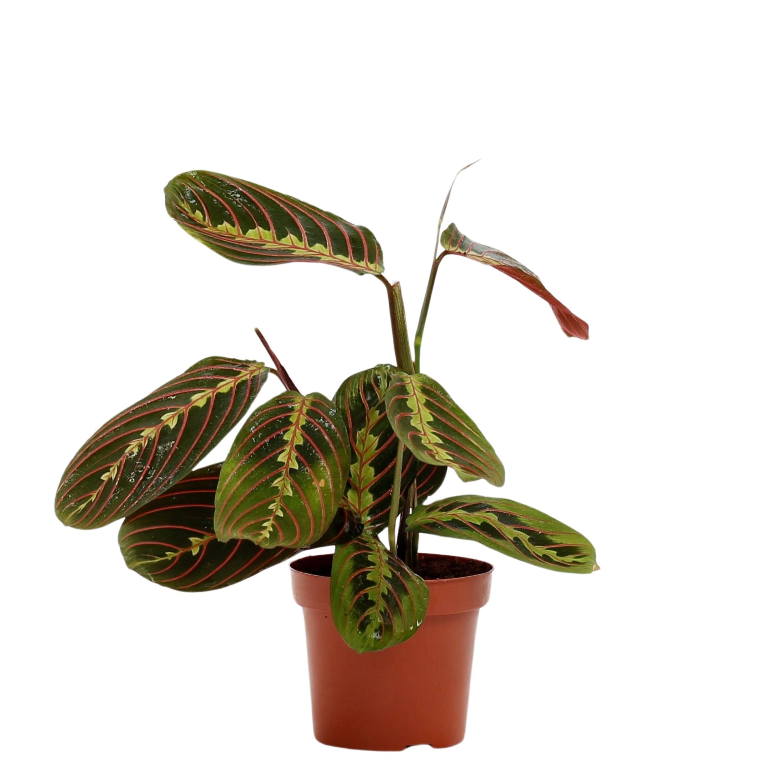 planta de interior fácil de cuidar maranta leuconera fascinator com folhas ovaladas em verde escuro com manchas em verde claro e riscas rosa em vaso de plástico