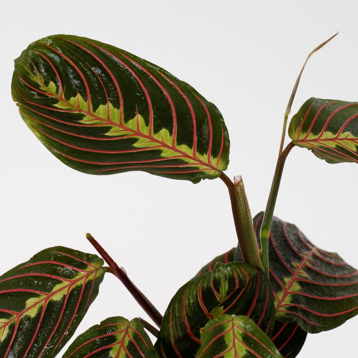 detalhe das folhas da planta de interior fácil de cuidar maranta leuconera fascinator com folhas ovaladas em verde escuro com manchas em verde claro e riscas rosa