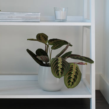 planta de interior fácil de cuidar maranta leuconera fascinator com folhas ovaladas em verde escuro com manchas em verde claro e riscas rosa em vaso de cerâmica vitória da artevasi em móvel minimalista branco