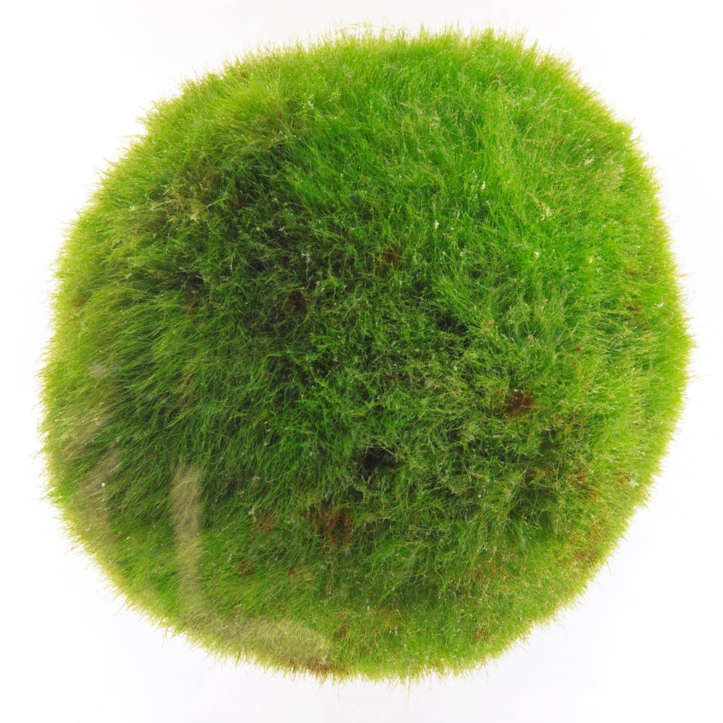 planta aquática de interior marimo musgo aquático fácil de cuidar raro exclusivo em formato de bola em verde escuro