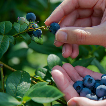 mãos a colher frutos da planta de exterior árvore de fruto mirtilo