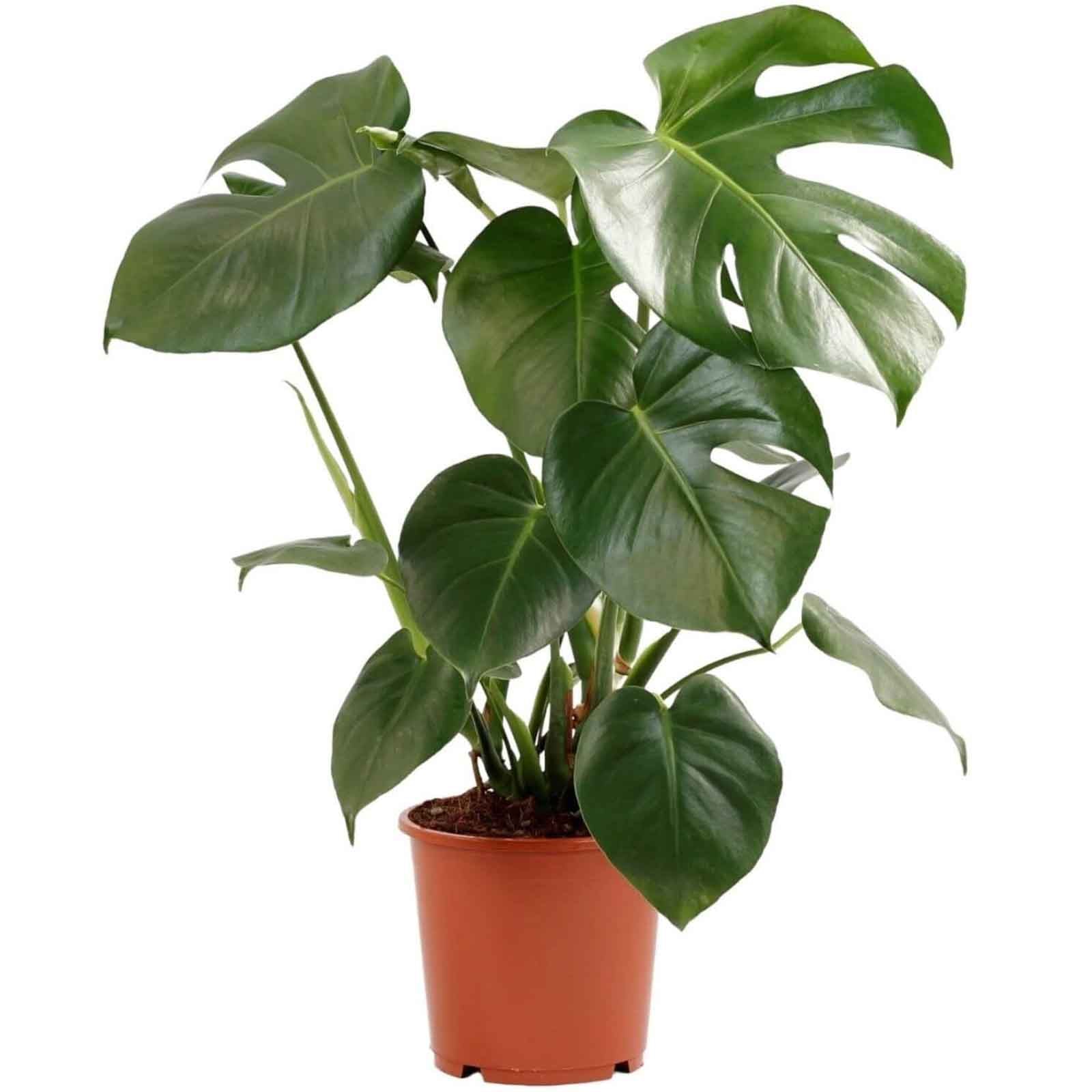 planta de interior best seller monstera deliciosa costela de adão resistente fácil de cuidar planta tropical em vaso de plástico