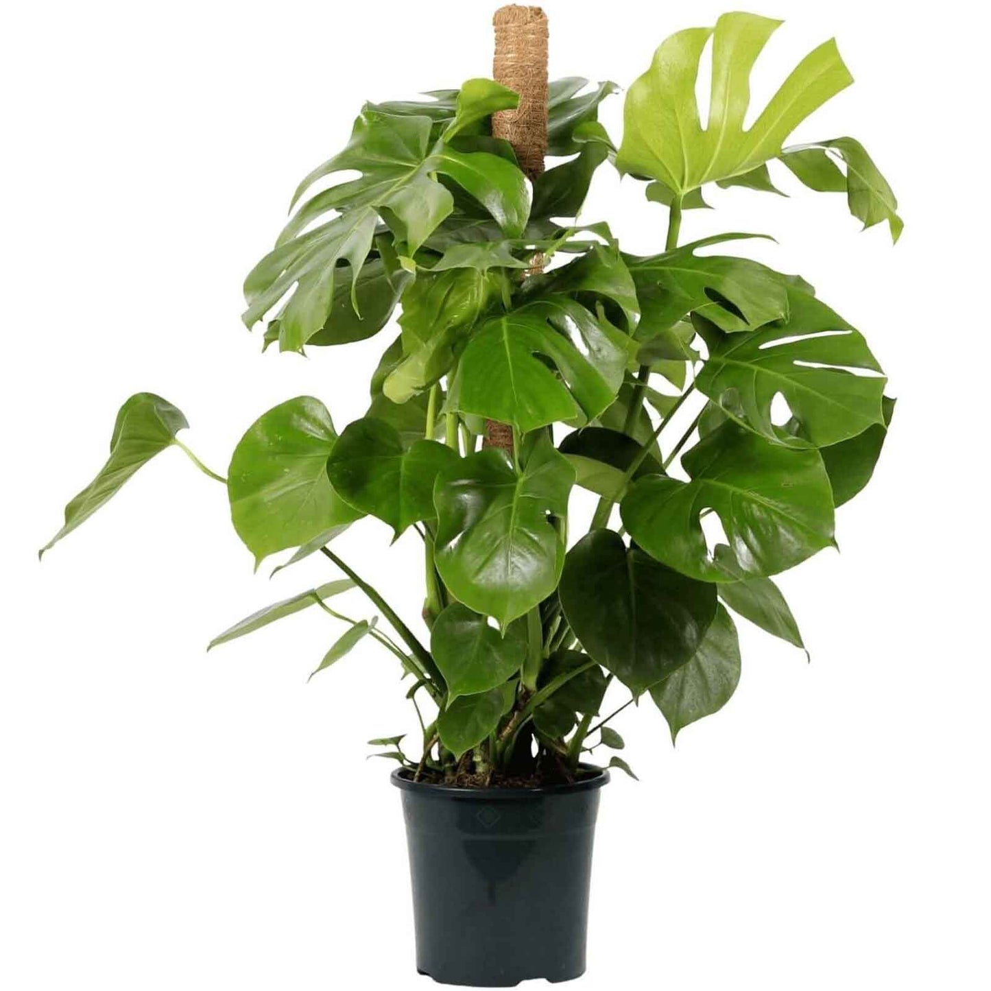 planta de interior best seller monstera deliciosa costela de adão grande com tutor resistente fácil de cuidar planta tropical em vaso de plástico