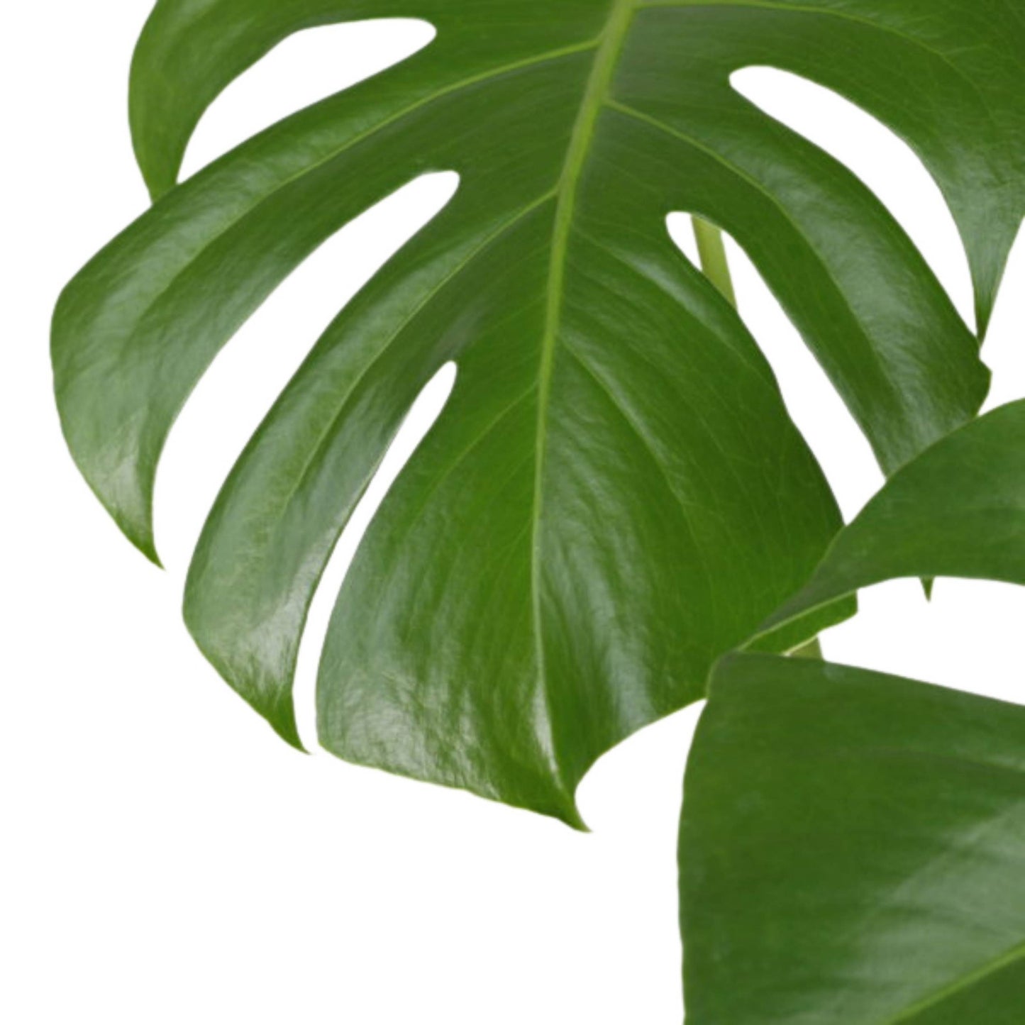 Monstera com Vaso Hemera