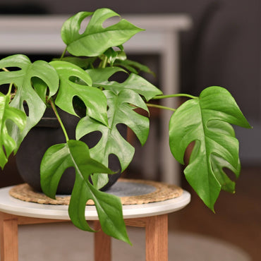 planta de interior suspensa ou trepadeira monstera minima com folhas verdes com grandes recortes em vaso de cerâmica artevasi sobre mesa de madeira