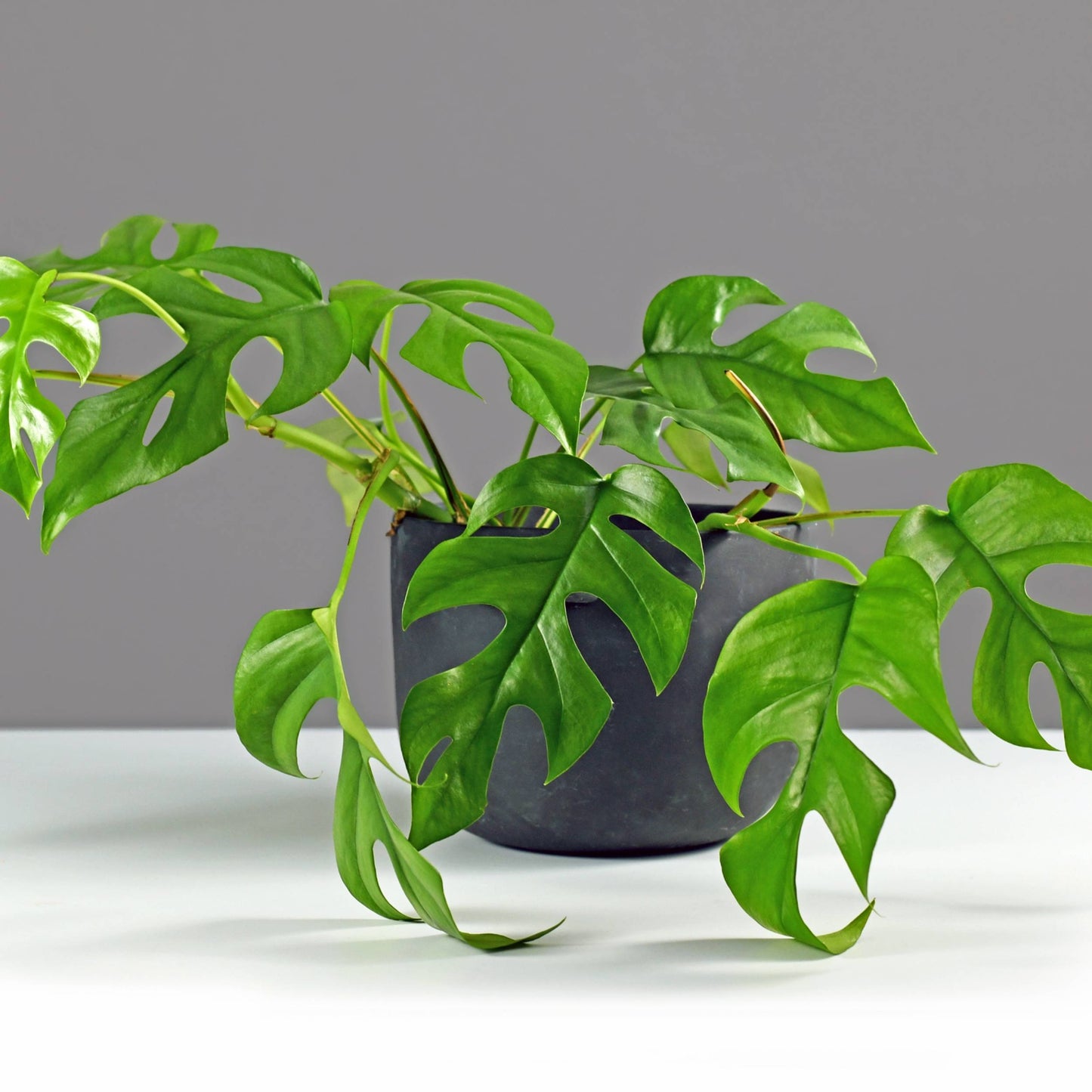 planta de interior suspensa ou trepadeira monstera minima com folhas verdes com grandes recortes em vaso de cerâmica urania da artevasi