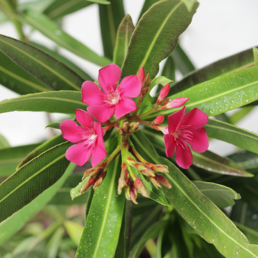 Nerium Oleander | Loendro