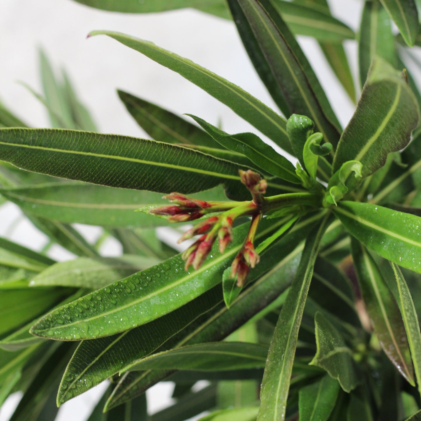 Nerium Oleander | Loendro