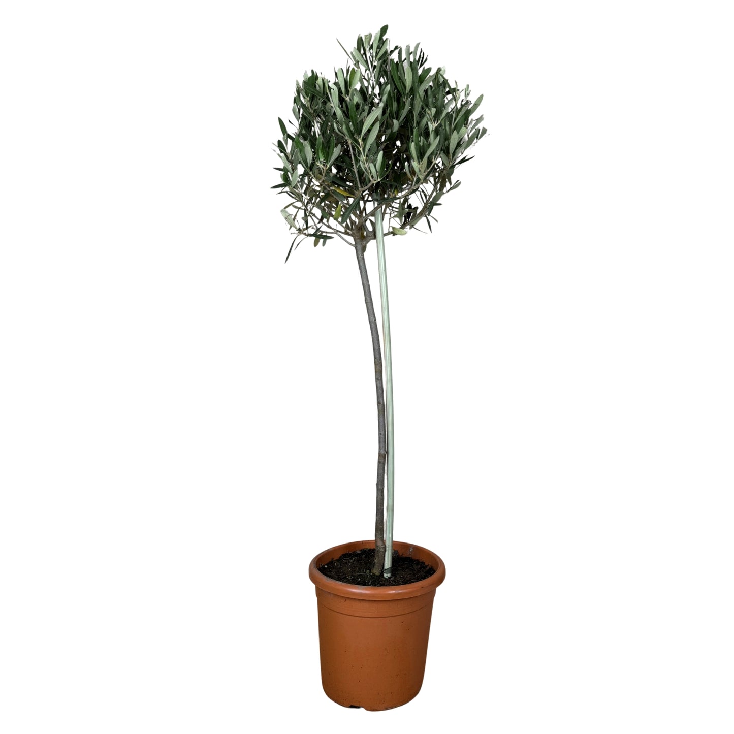 Oliveira, planta mediterrânica em vaso, símbolo de elegância e resistência para jardins e terraços.