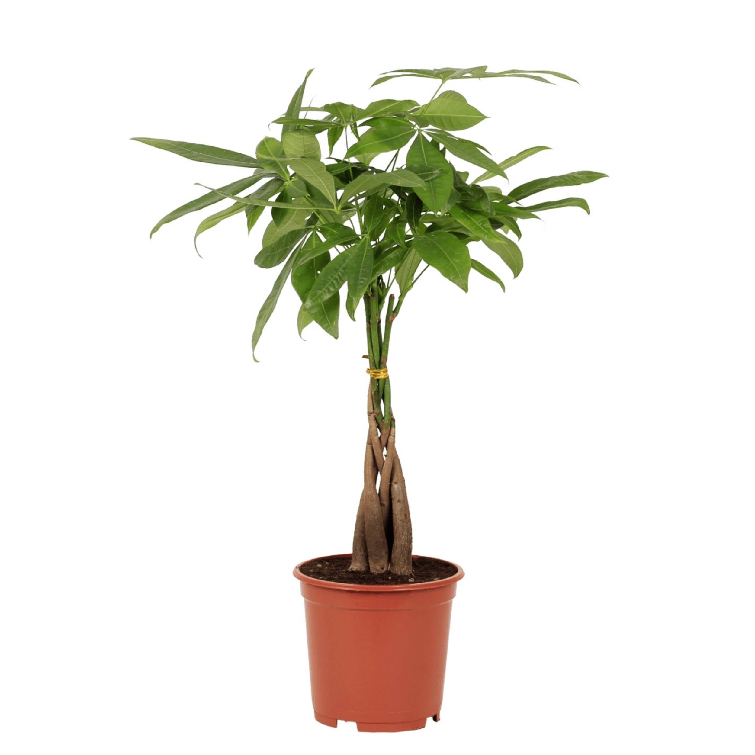 planta de interior fácil de cuidar best seller pachira acuatica árvore do dinheiro em vaso de plástico