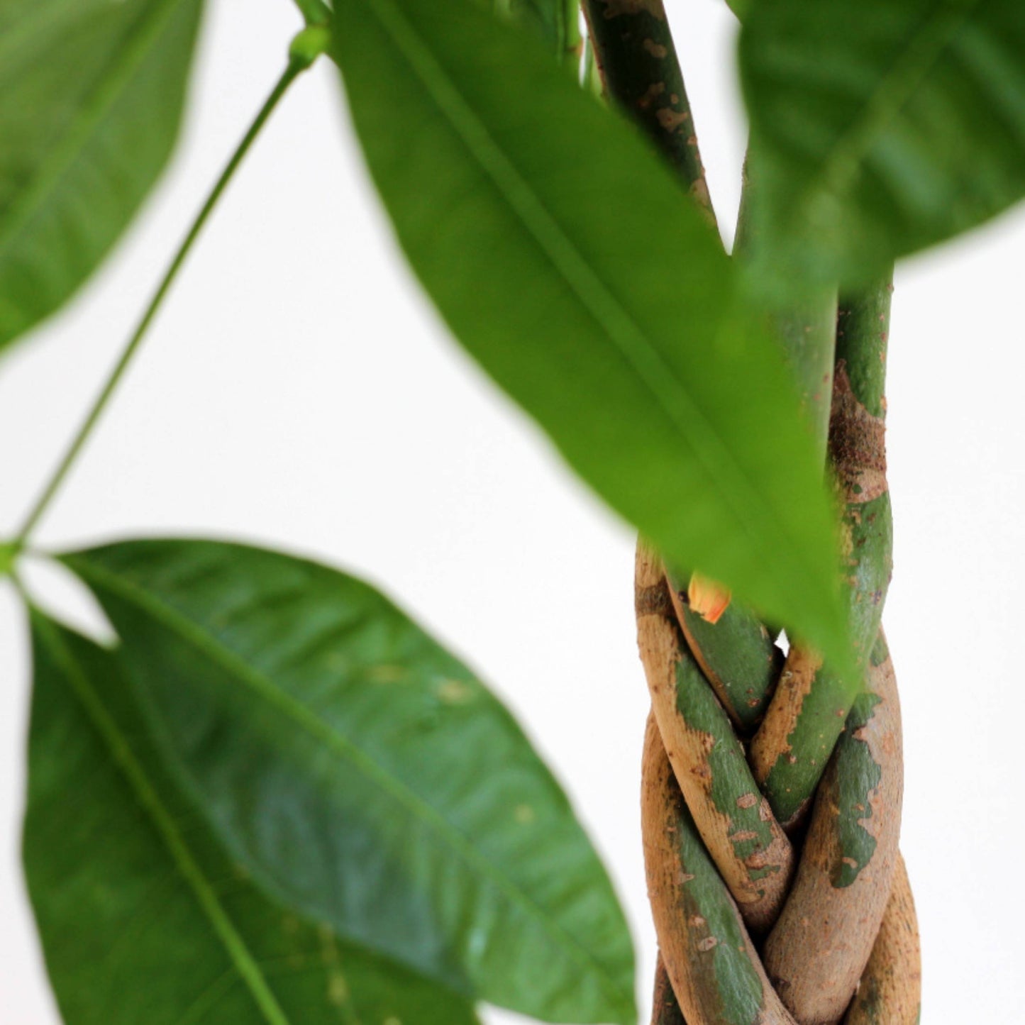 detalhe de folhas e tronco entrelaçado planta de interior fácil de cuidar best seller pachira acuatica árvore do dinheiro