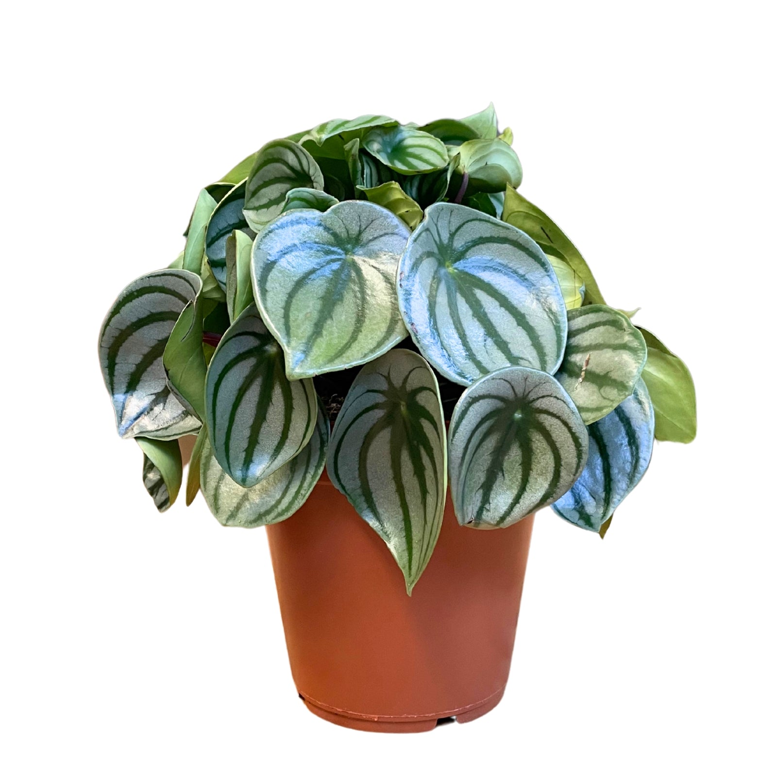 Peperomia Melancia
