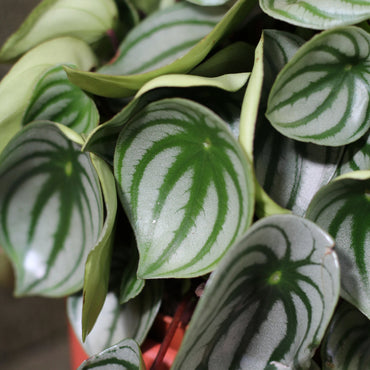 Peperomia Melancia