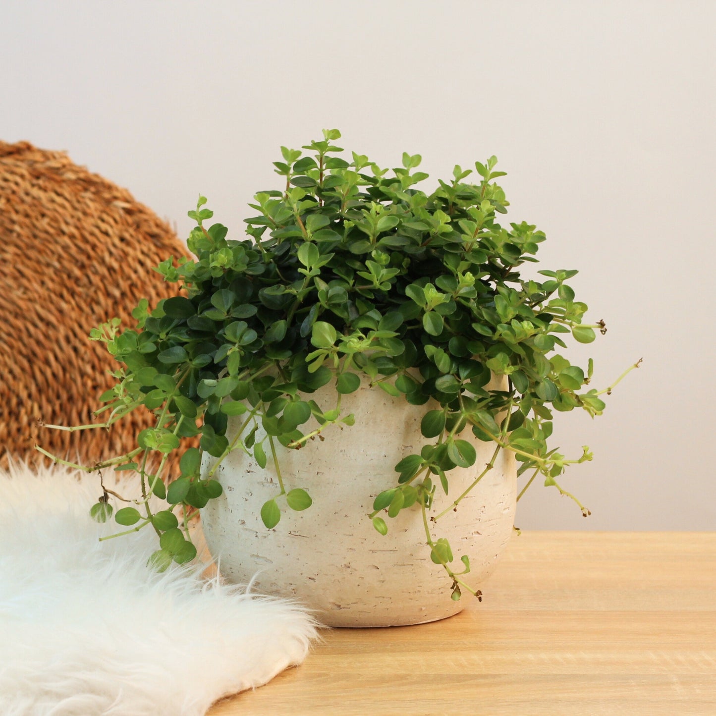 Peperomia Rotundifolia