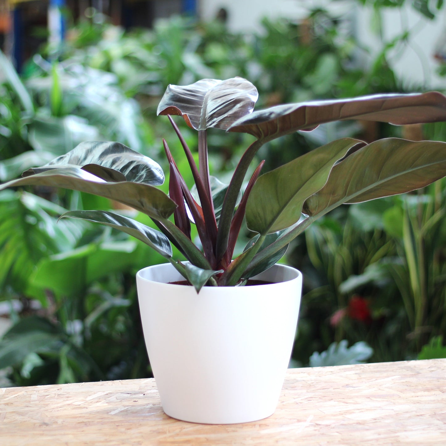 planta de interior philodendron imperial red com folhagem alongada vistosa e brilhante em tons de vermelho e verde escuros em vaso san remo branco da artevasi em ambiente verde desfocado
