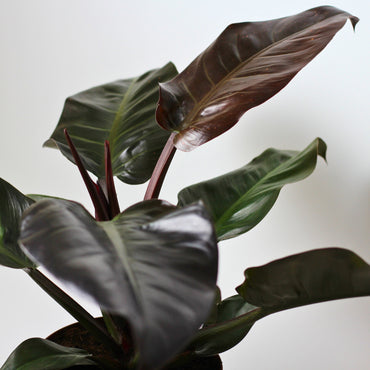 detalhe das folhas da planta de interior philodendron imperial red com folhagem alongada vistosa e brilhante em tons de vermelho e verde escuros