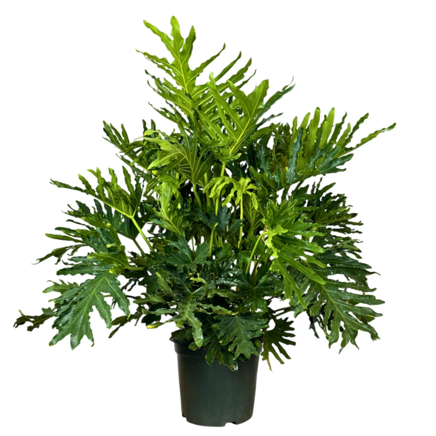 Philodendron Selloum em vaso, planta tropical com folhas largas e esculturais para decoração de ambientes.