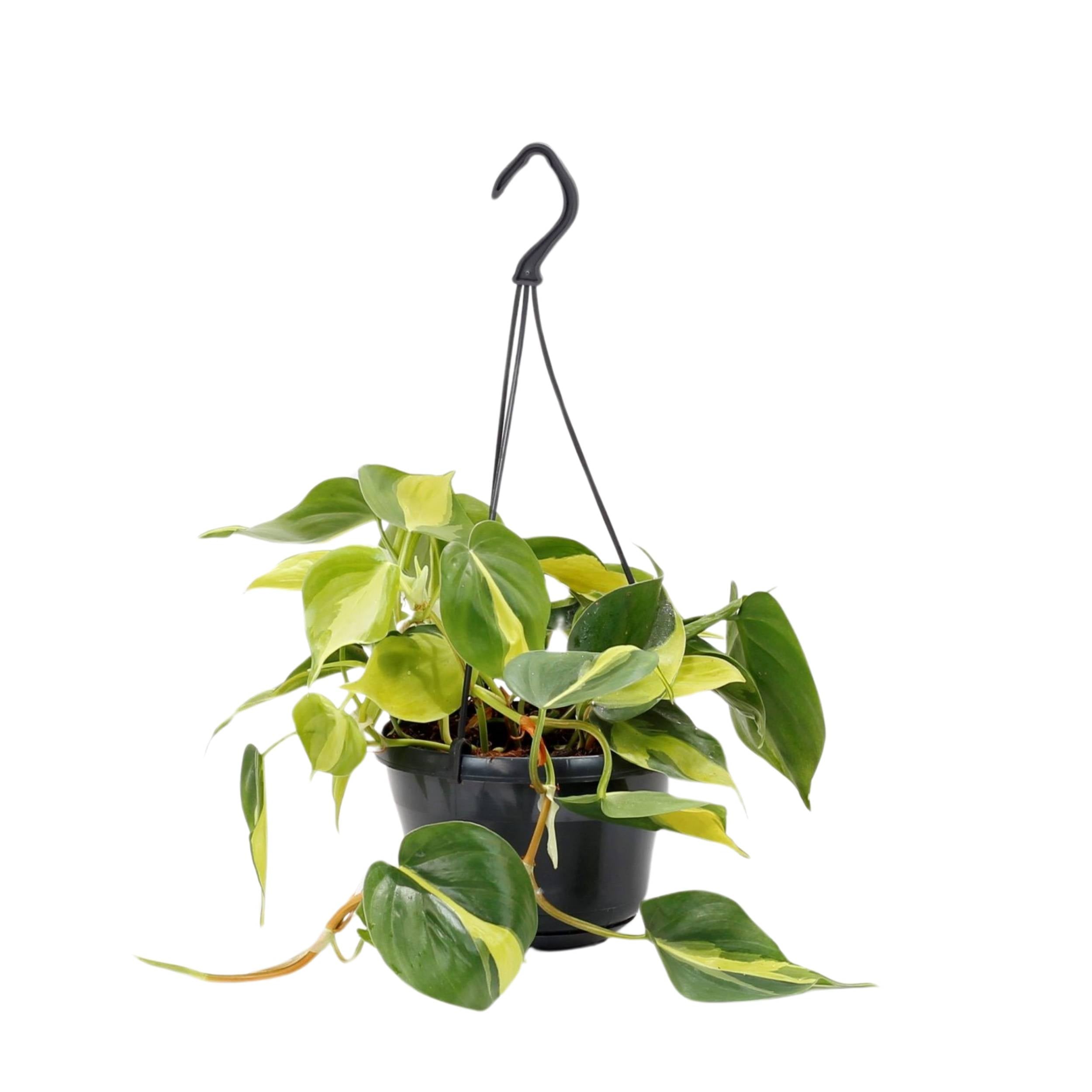 planta de interior philodendron brasil em vaso de suspensão