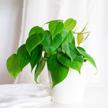 planta de interior resistente de suspensão philodendron scandens purificação do ar com folhas em verde em vaso de cerâmica branco