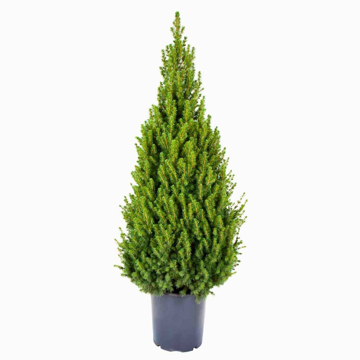 árvore de exterior arbusto pinheiro de natal planta de exterior picea glauca cónica média em vaso de plástico