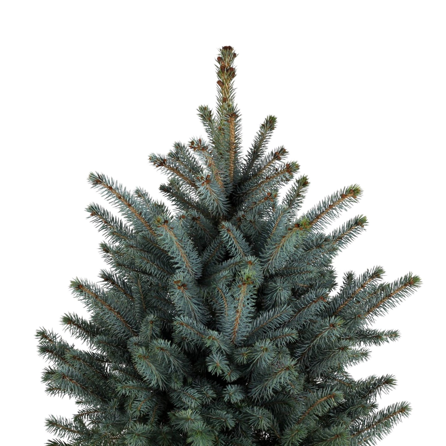 detalhe da parte superior planta de exterior pinheiro árvore de natal natural picea pungens super blue abeto azul resistente fácil de cuidar para jardim ou varanda