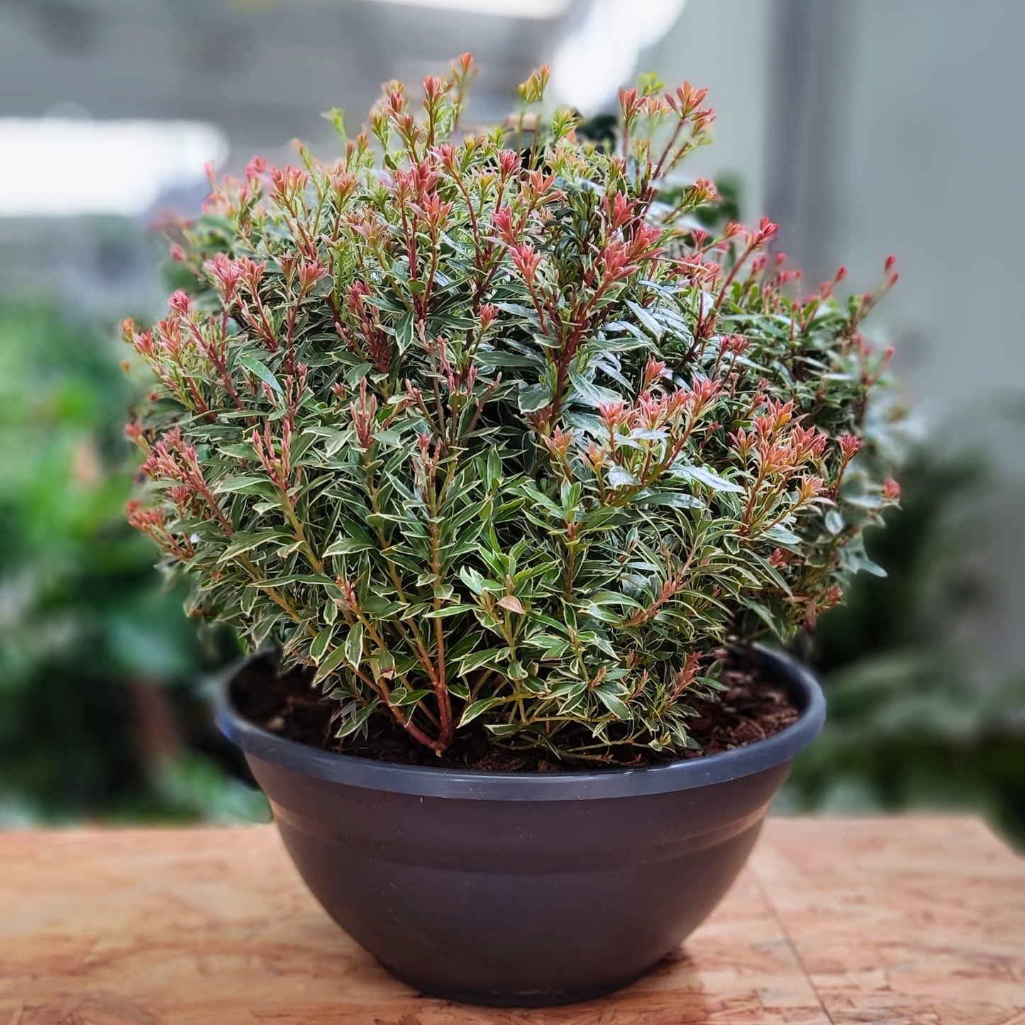 planta de exterior jardim ou varanda pieris japonica folha pequena variegada e folhas jovens em tons de vermelho em vaso de plástico em ambiente verdejante desfocado